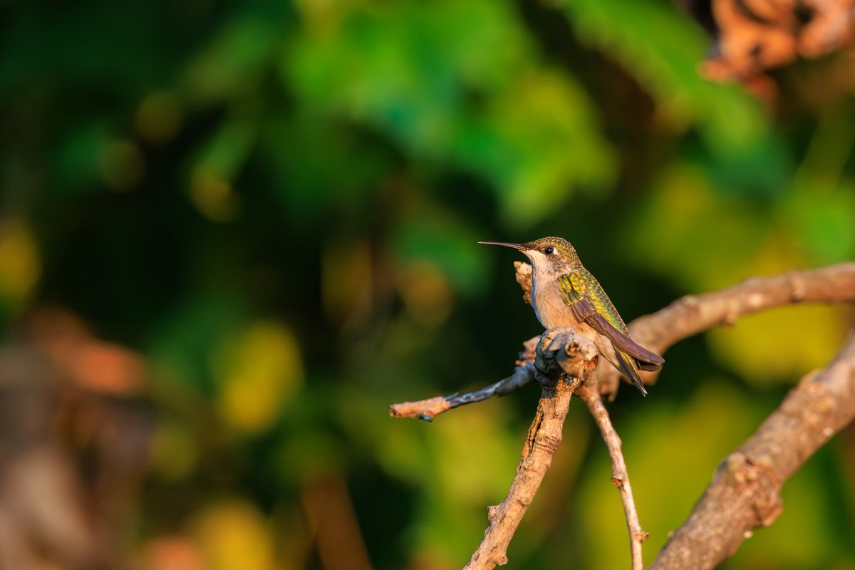 Ruby-throated Hummingbird