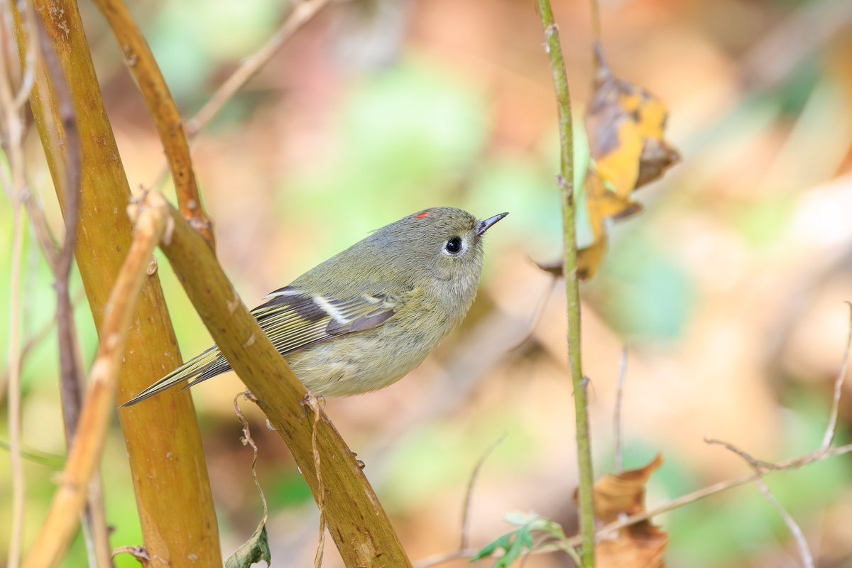 Ruby-crowned Kinglet