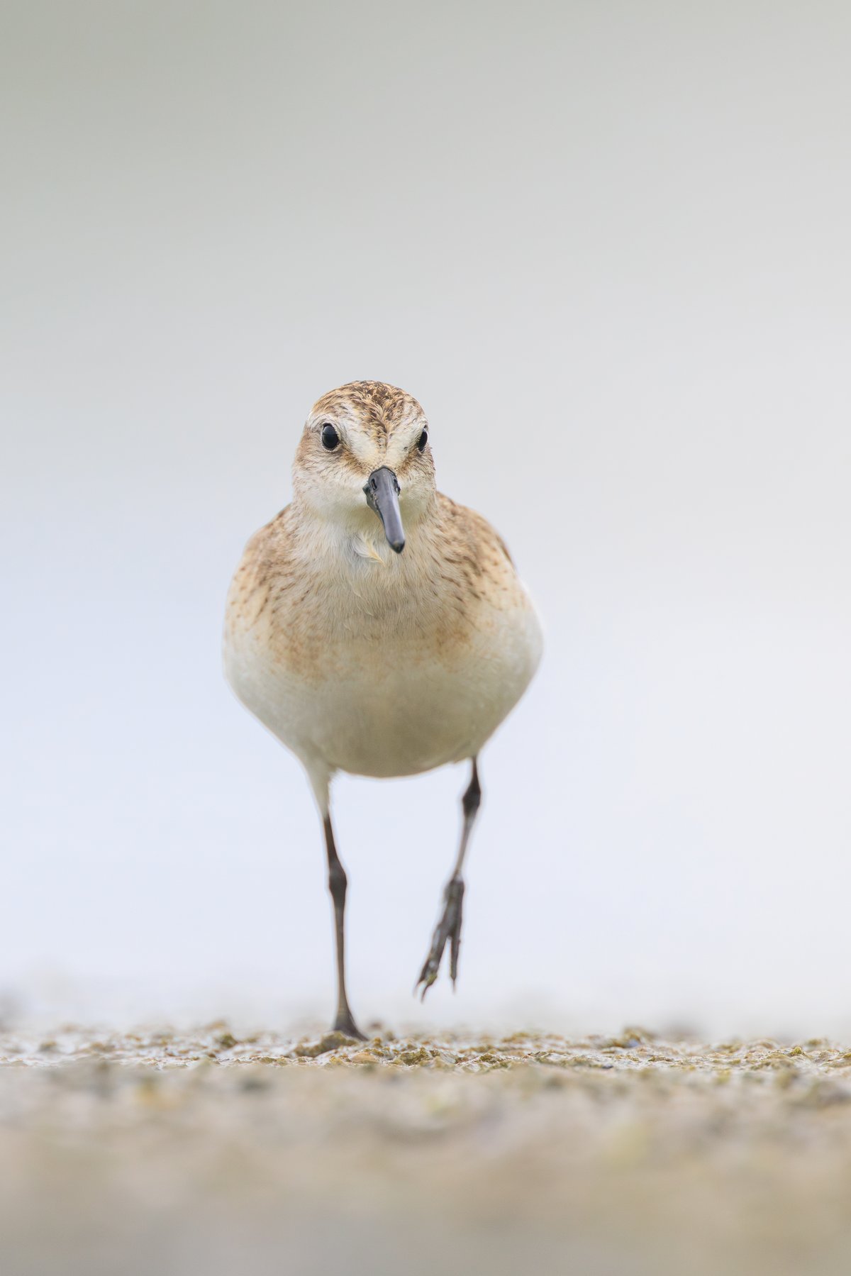 Semipalmated Sandpiper