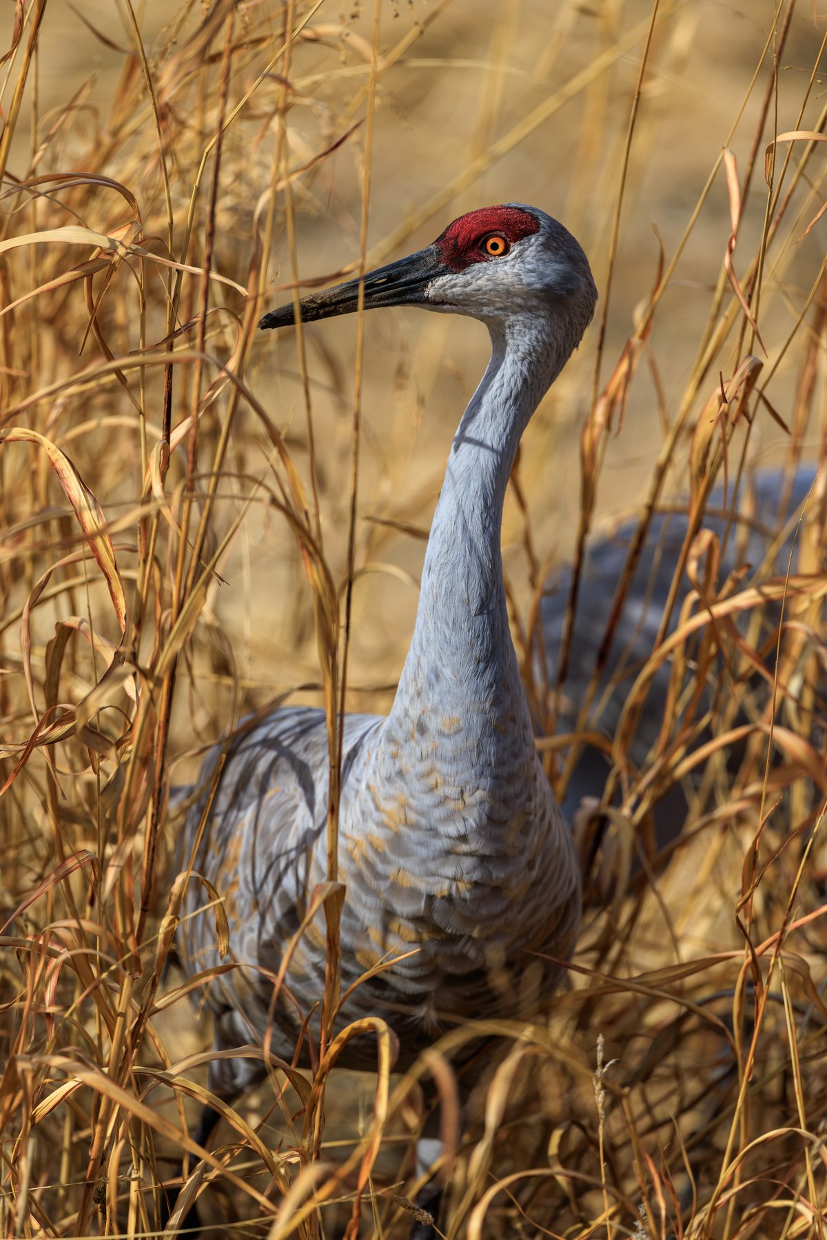 Sandhill Crane