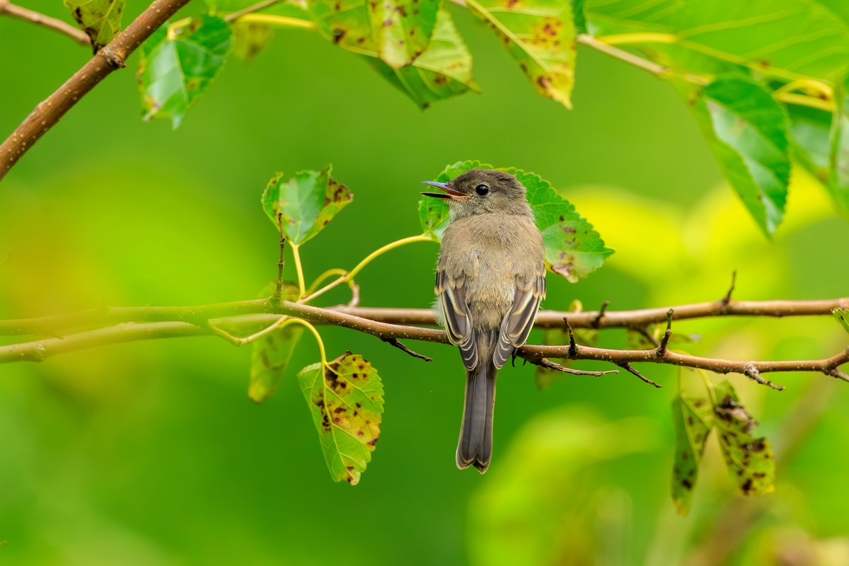 Eastern Wood-Pewee
