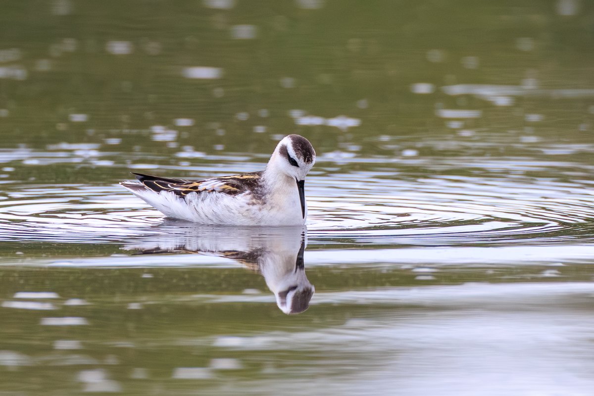 Red-necked Phalarope
