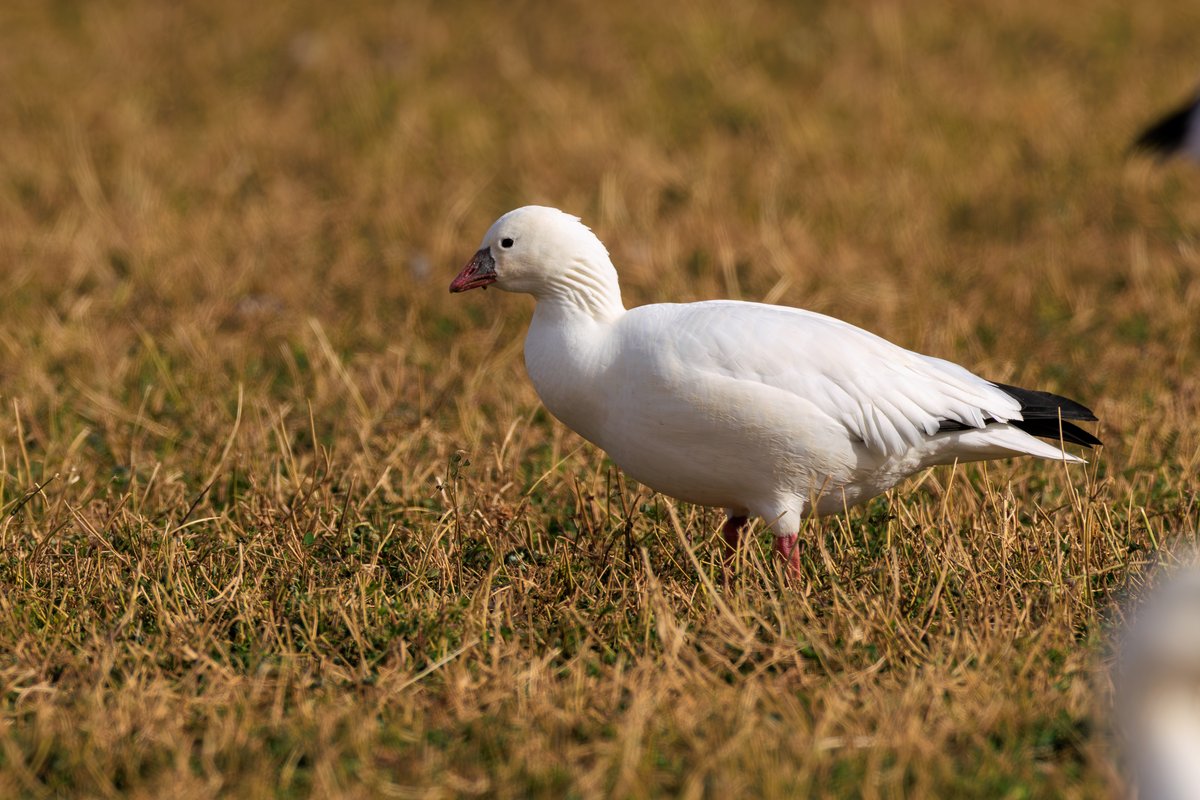 Ross's Goose
