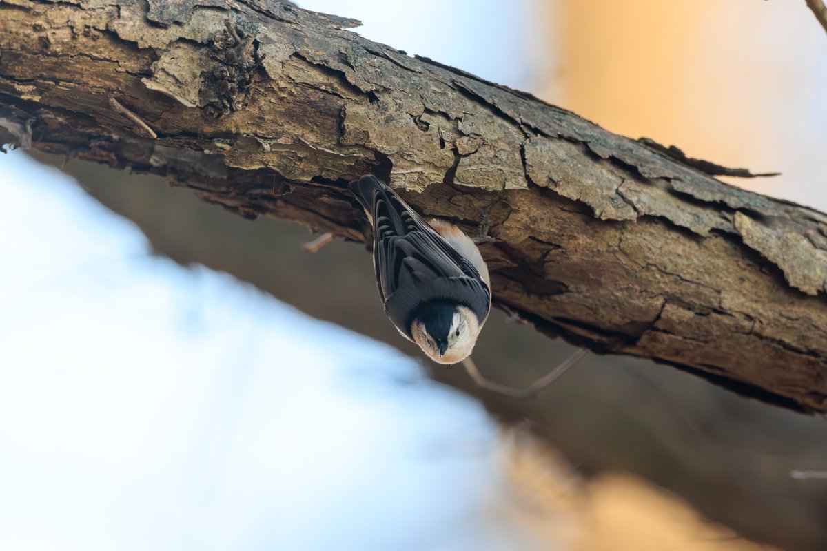 White-breasted Nuthatch