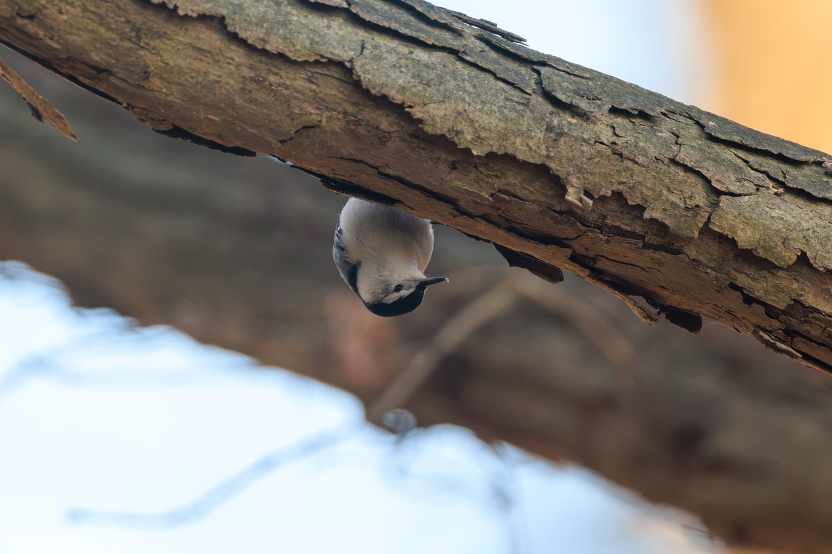 White-breasted Nuthatch