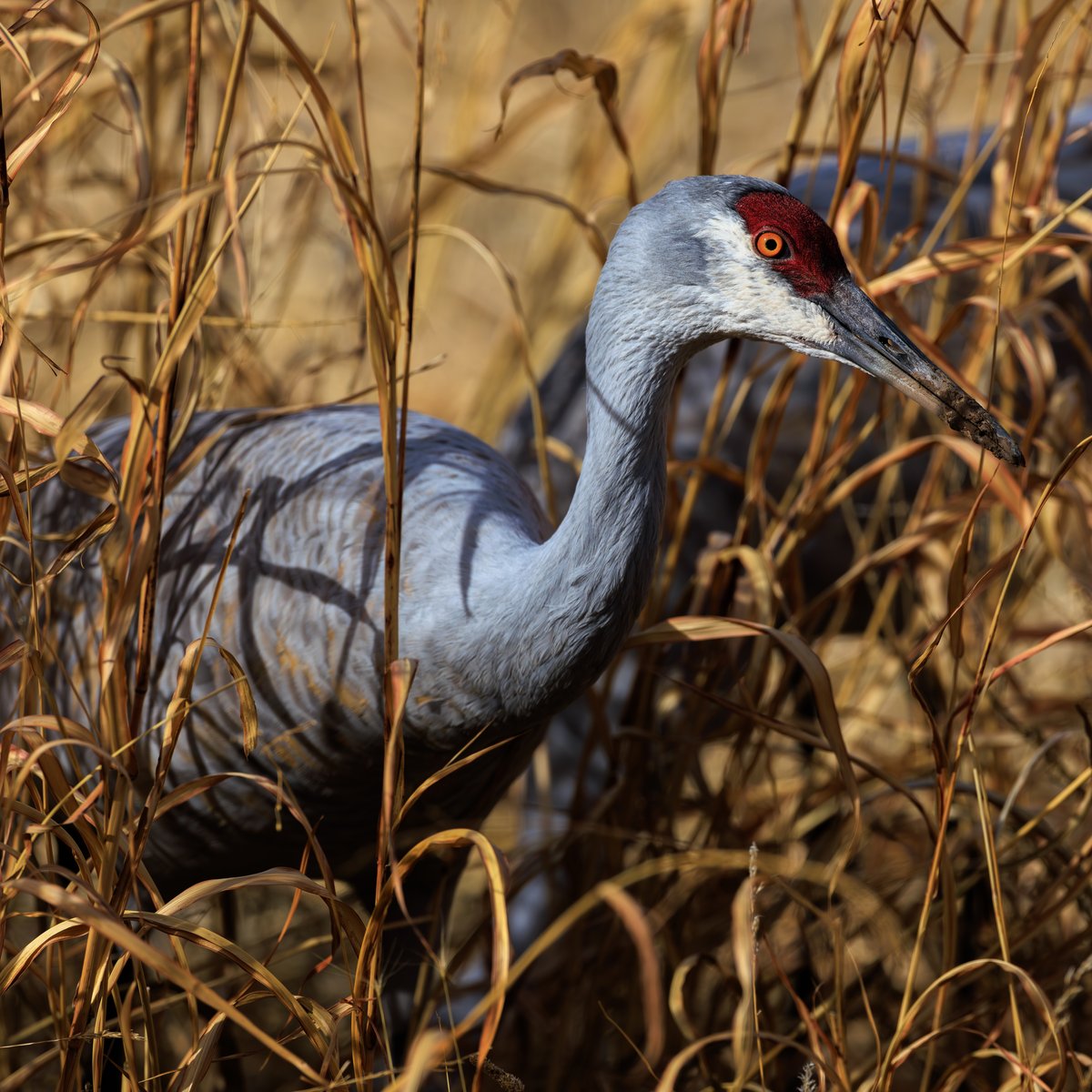 Sandhill Crane