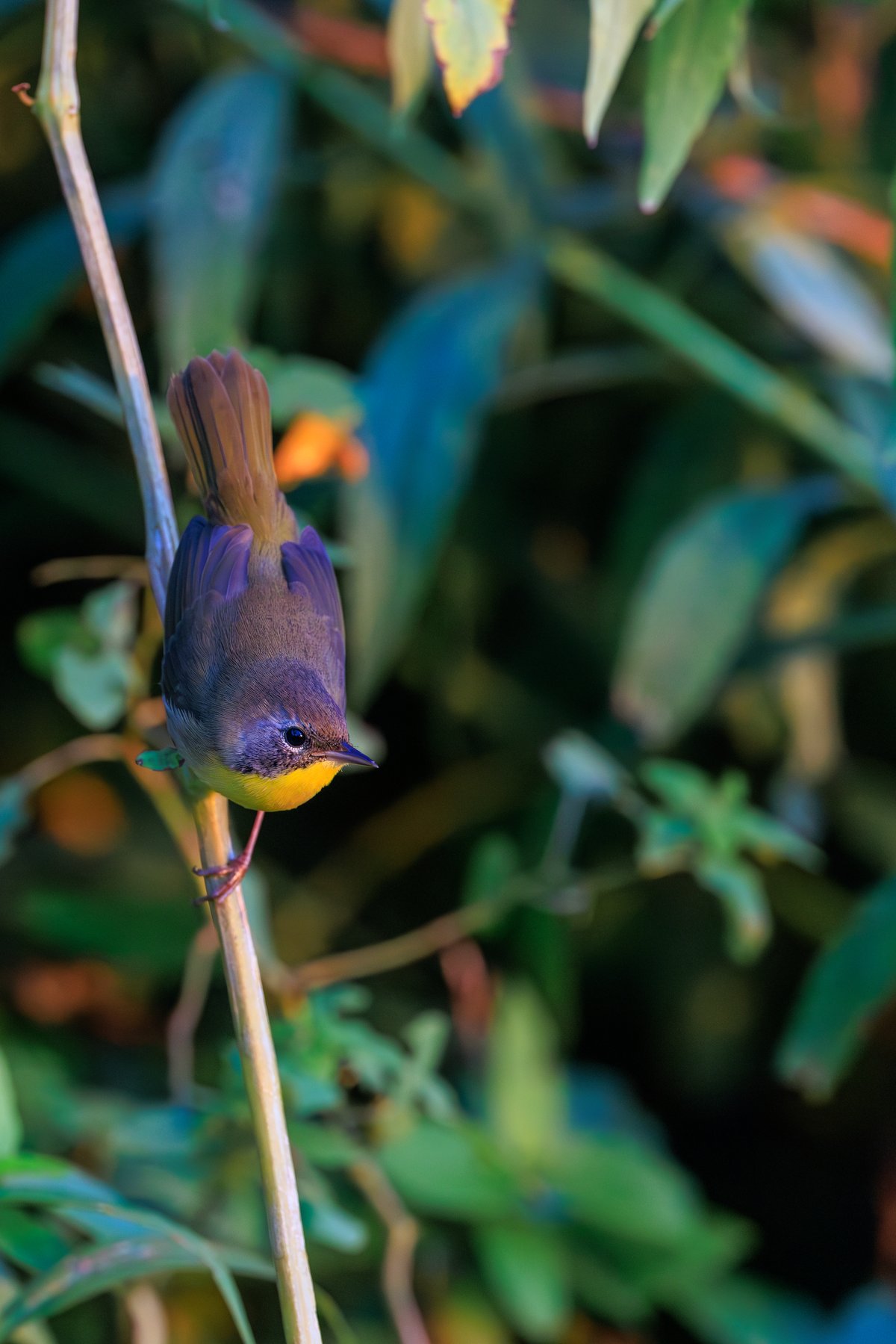 Common Yellowthroat