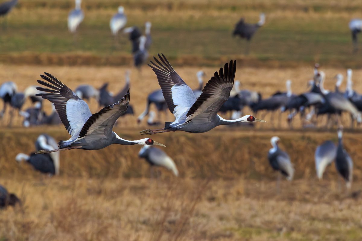 White-naped Crane