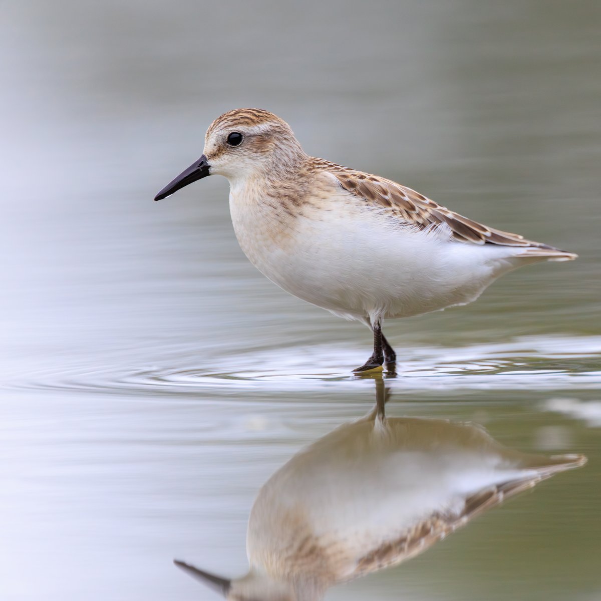 Semipalmated Sandpiper