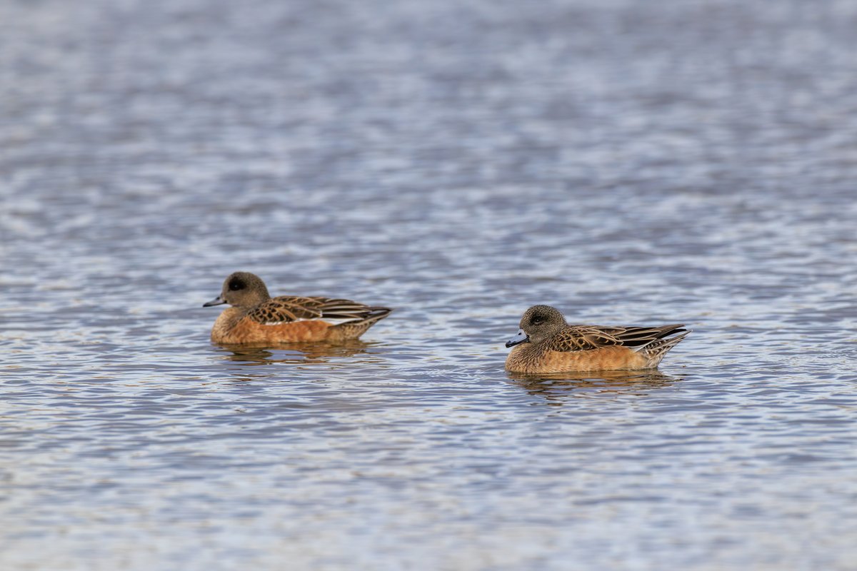 American Wigeon