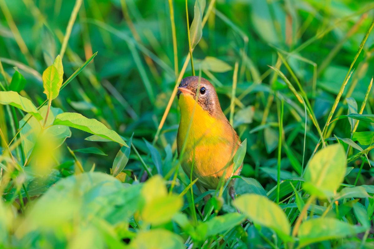 Common Yellowthroat