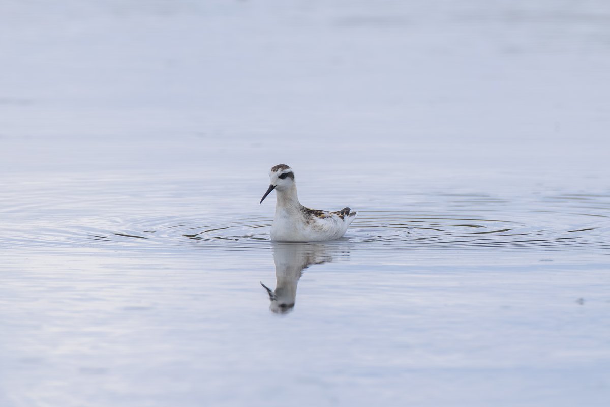 Red-necked Phalarope
