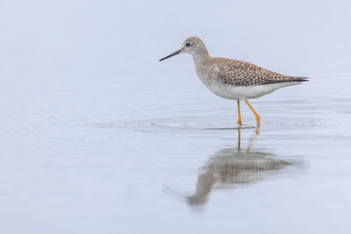 Lesser Yellowlegs