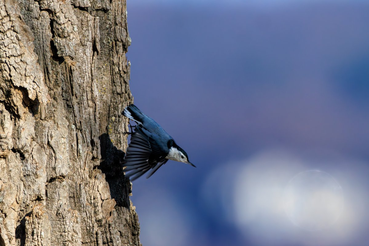White-breasted Nuthatch