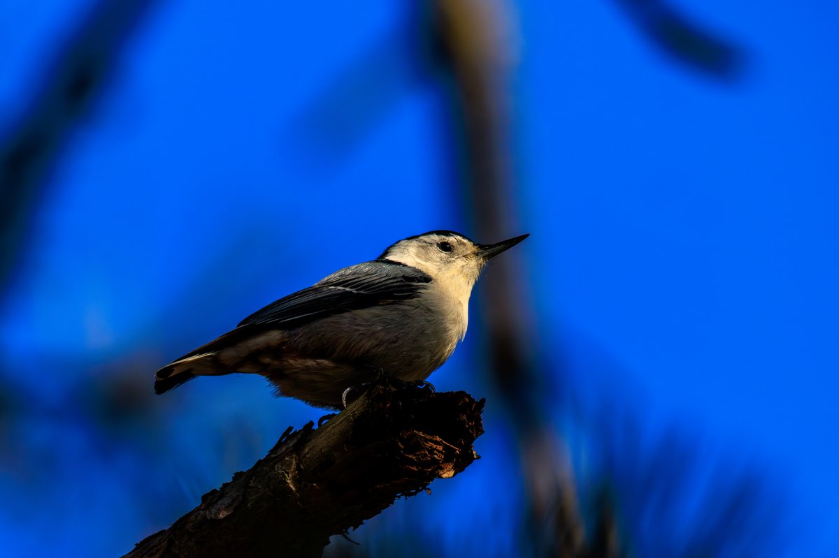 White-breasted Nuthatch