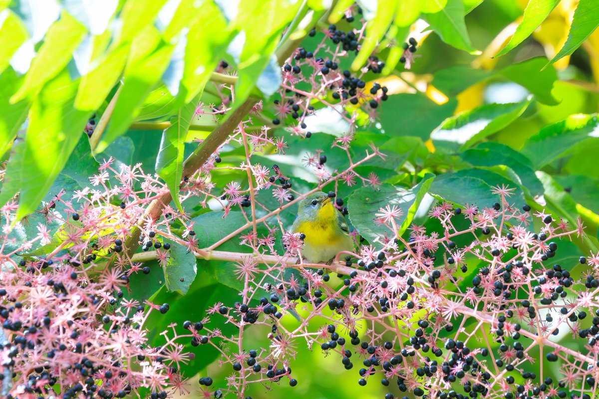 Northern Parula