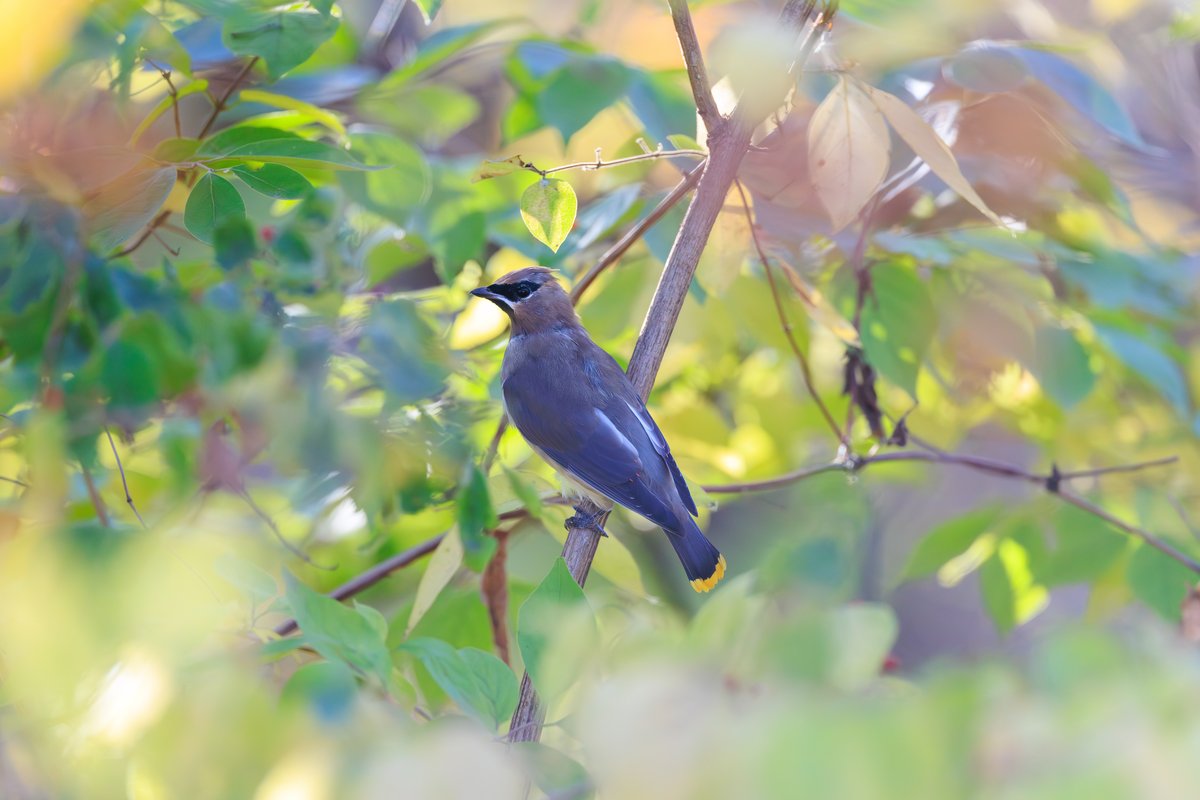 Cedar Waxwing