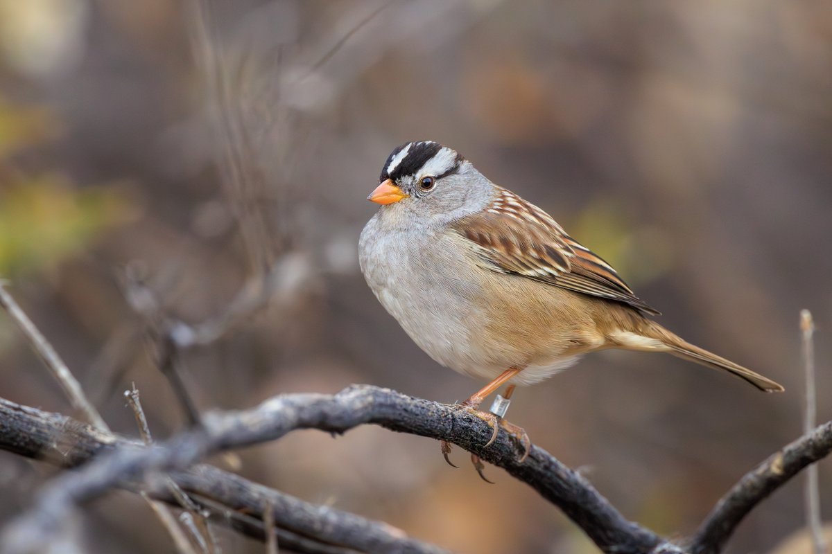 White-crowned Sparrow