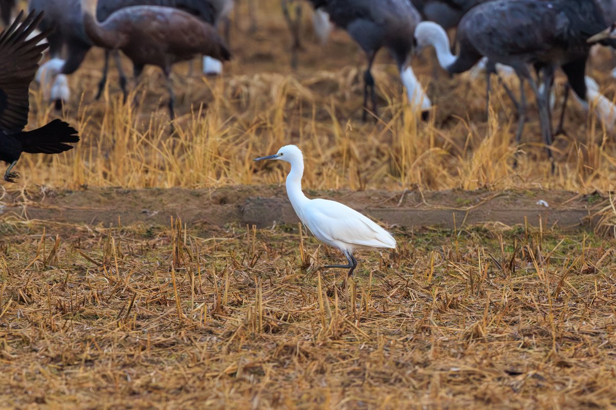 Little Egret