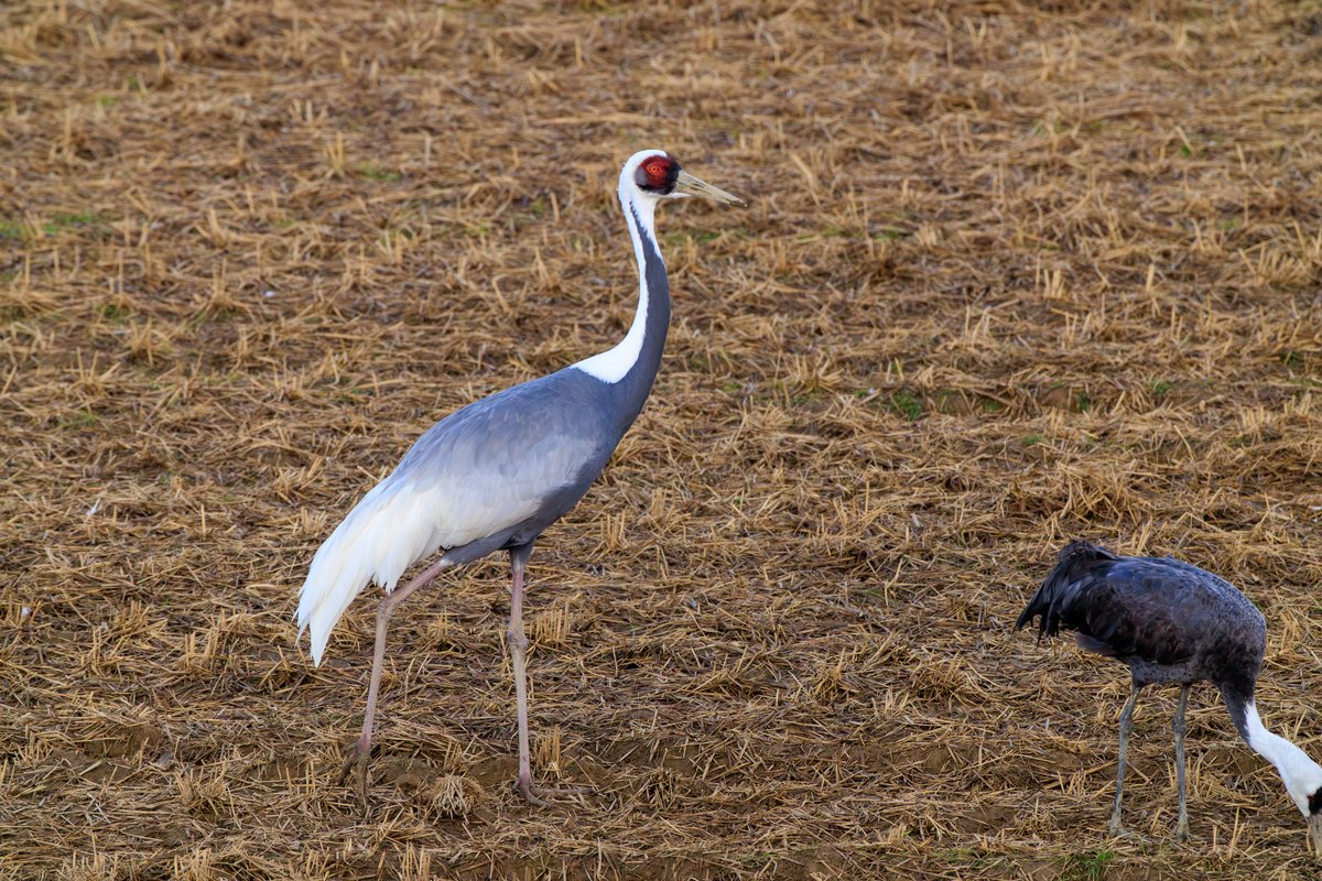 White-naped Crane