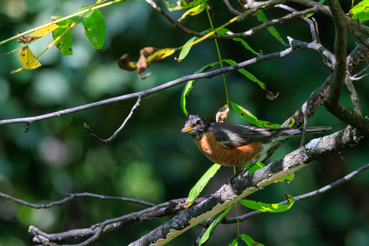 American Robin