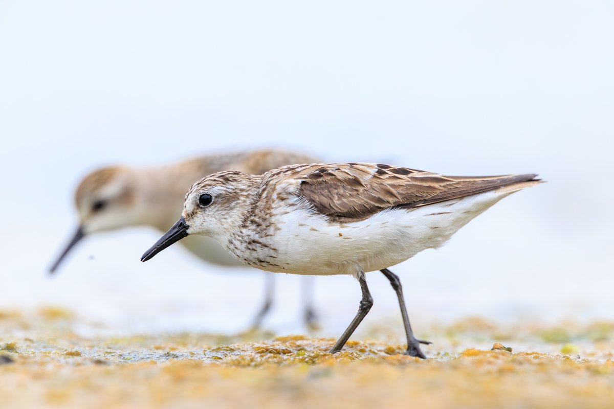 Semipalmated Sandpiper
