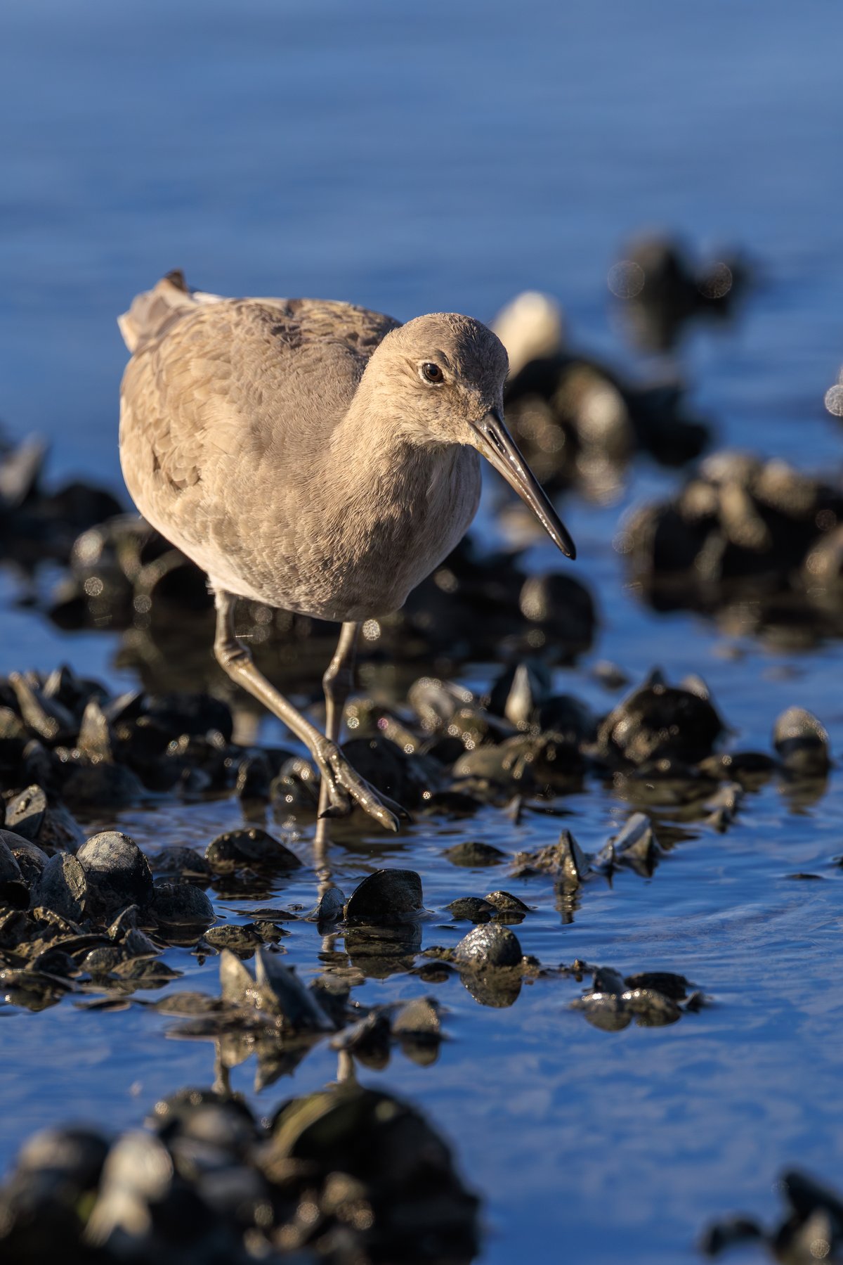 Willet