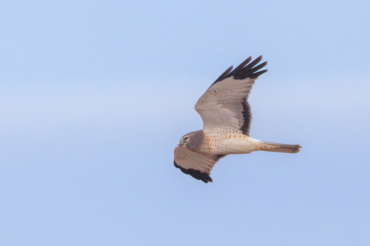 Northern Harrier