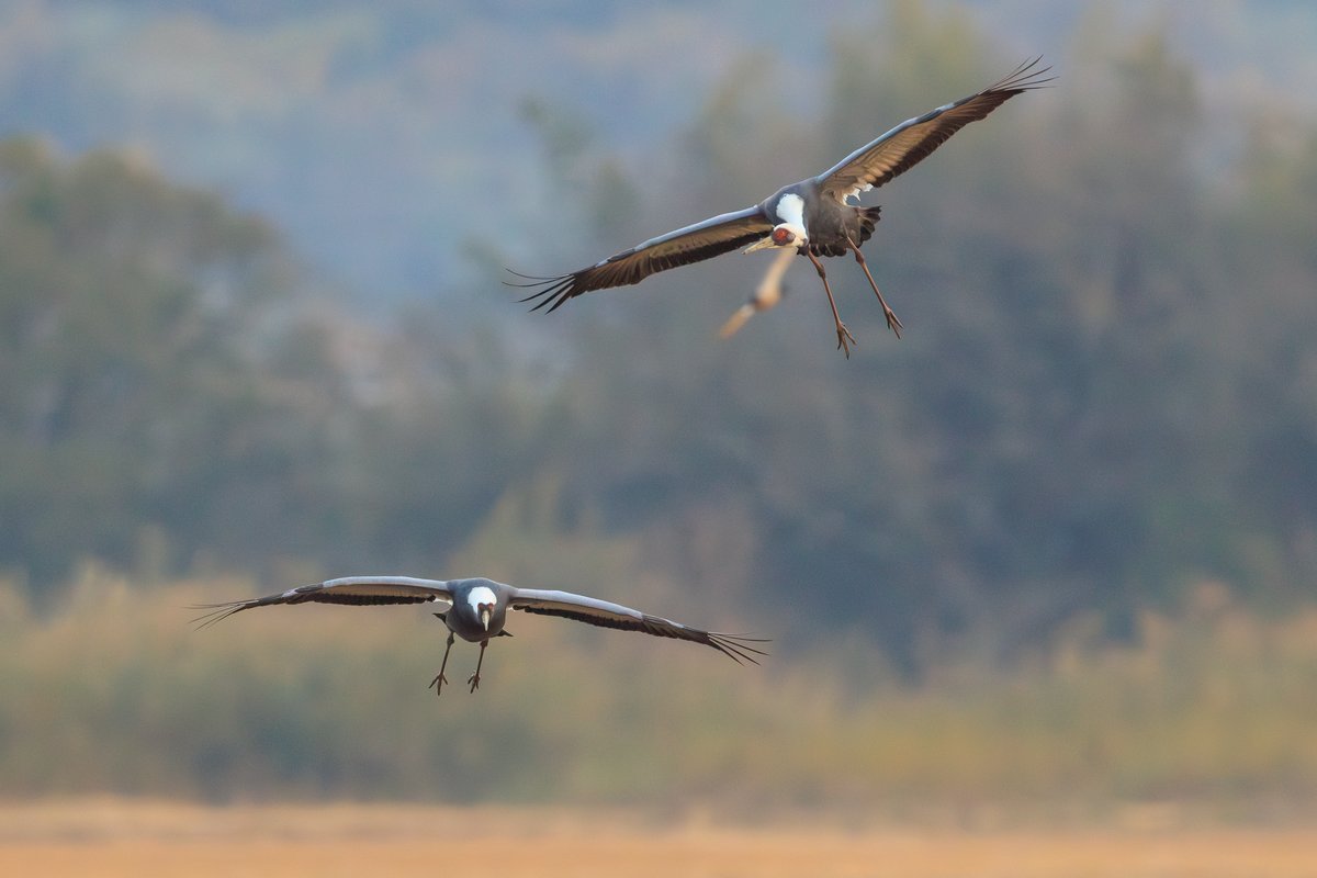 White-naped Crane