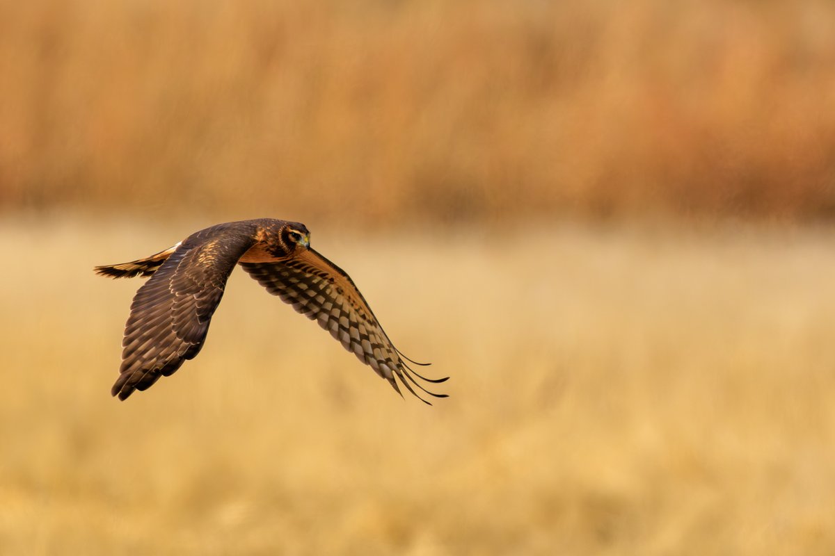 Northern Harrier