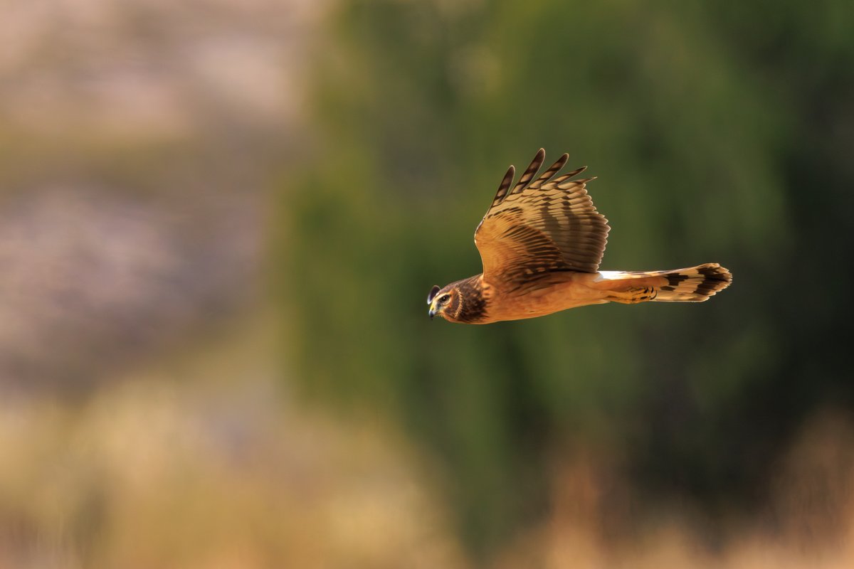 Northern Harrier