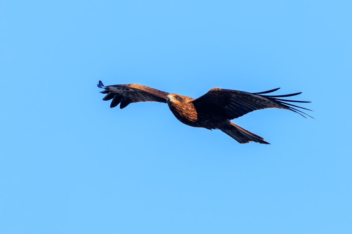 Black Kite