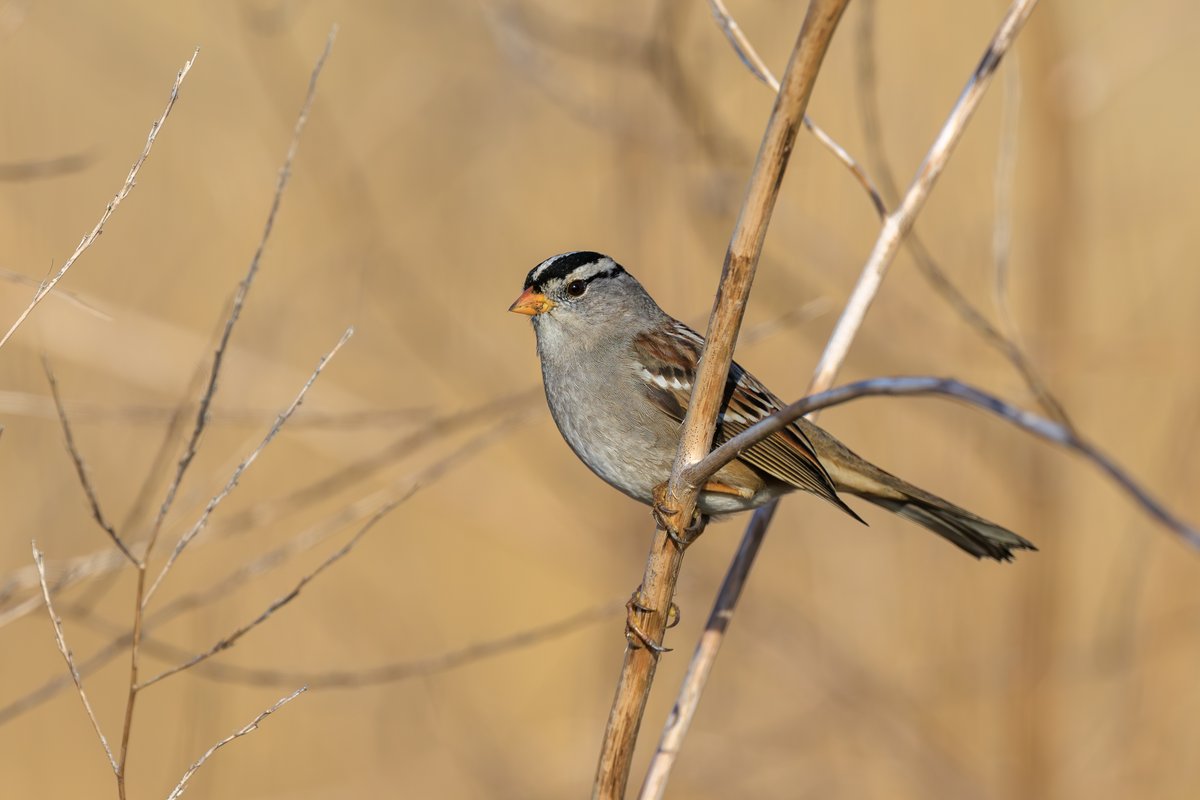 White-crowned Sparrow