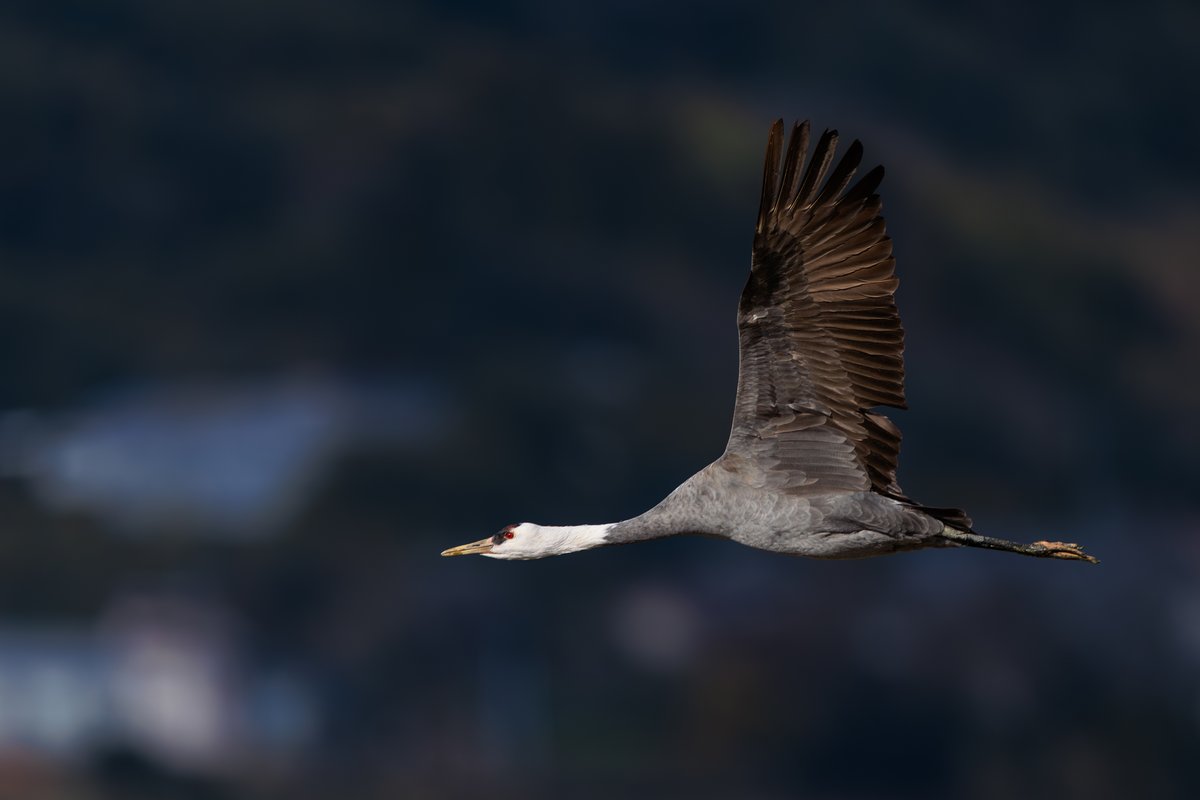 White-naped Crane