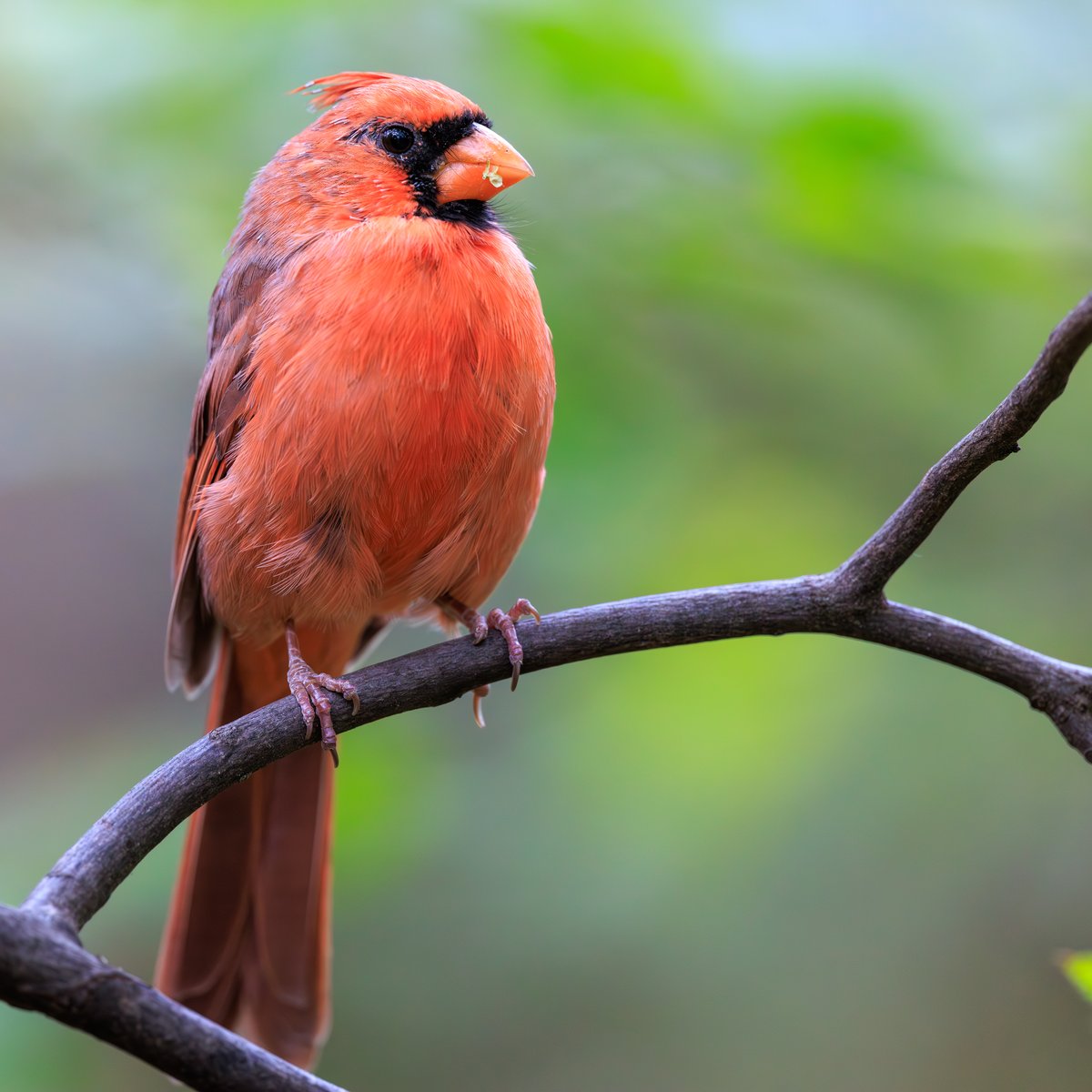 Northern Cardinal