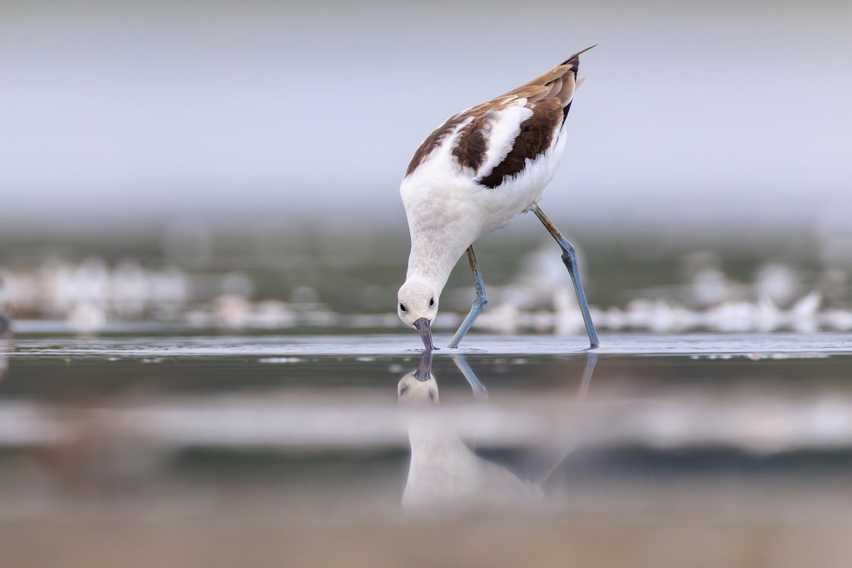 American Avocet