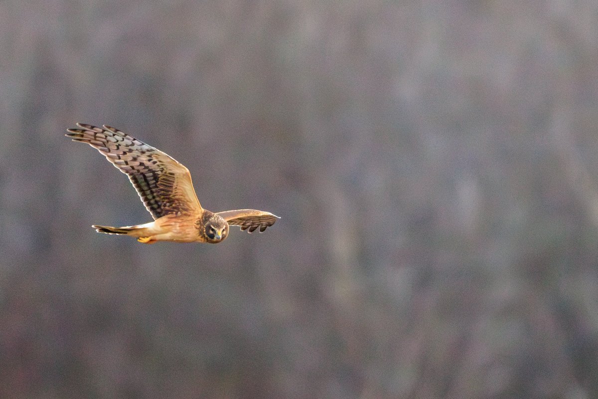 Northern Harrier