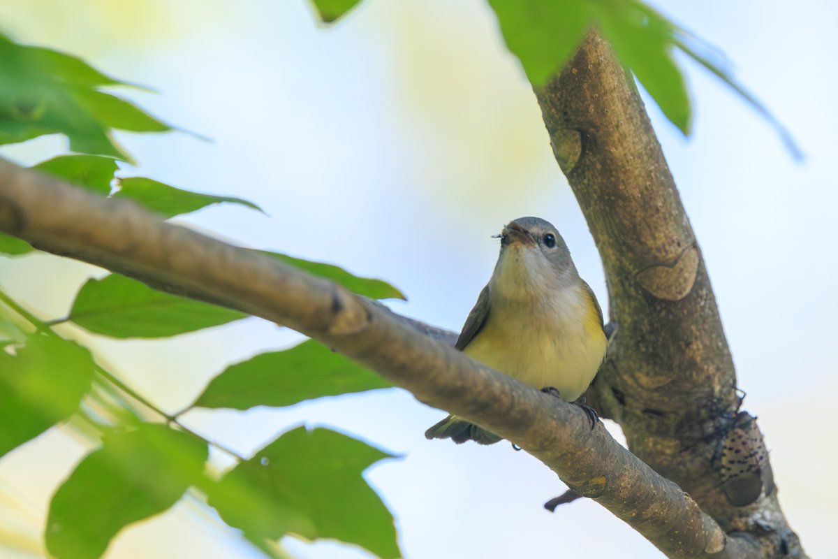American Redstart