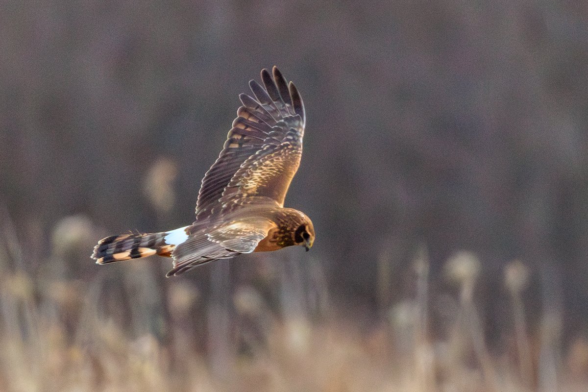Northern Harrier