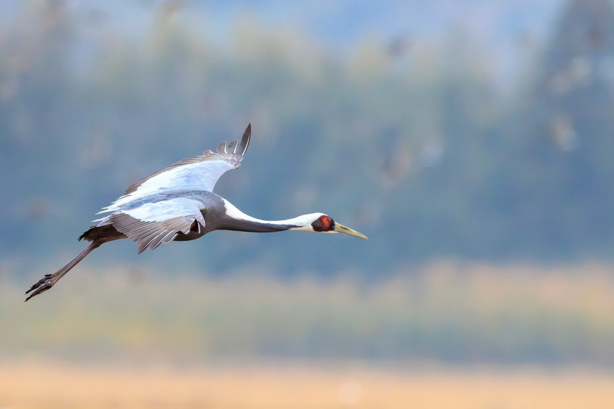 White-naped Crane