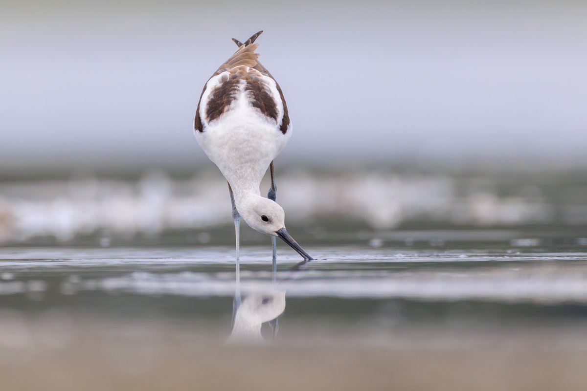 American Avocet