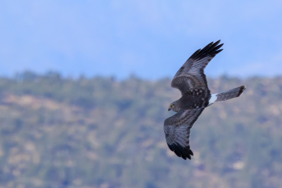 Northern Harrier