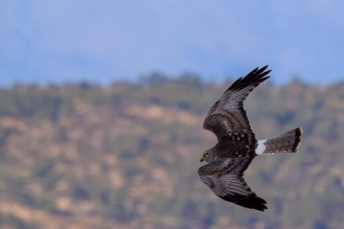 Northern Harrier