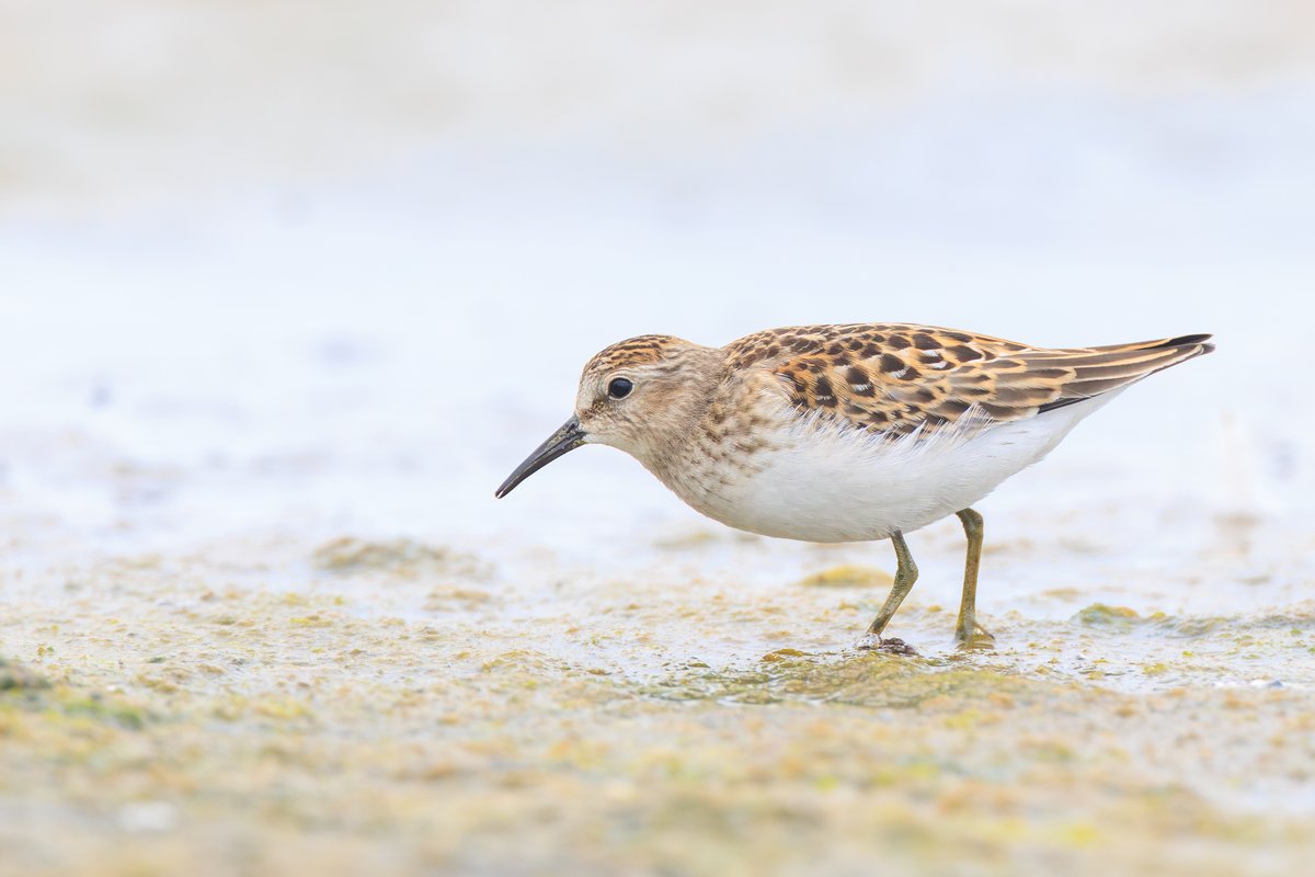 Least Sandpiper