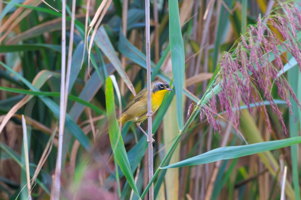 Common Yellowthroat