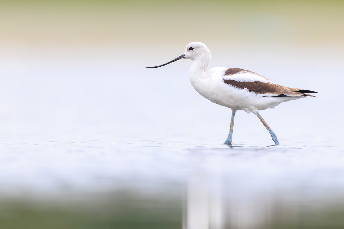 American Avocet