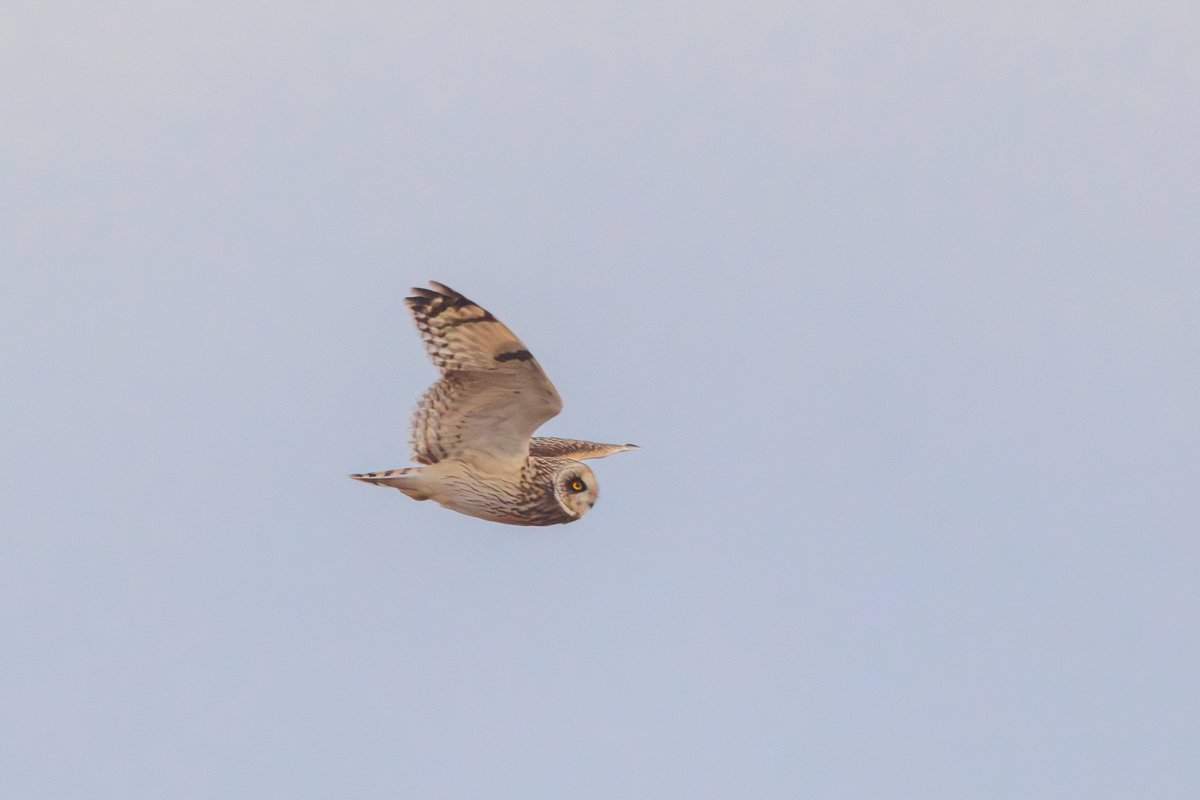 Short-eared Owl