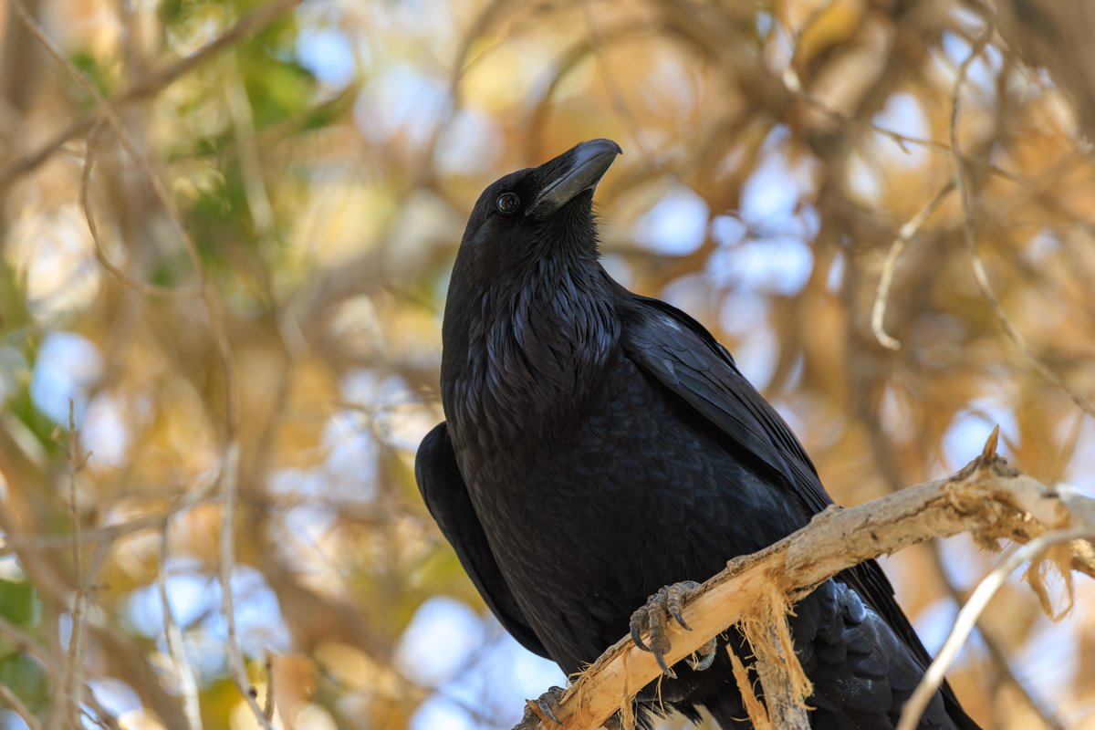 Common Raven