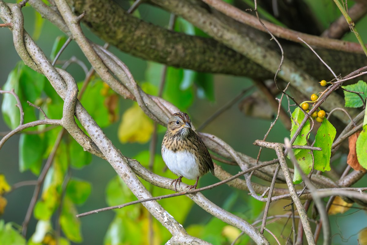 Lincoln's Sparrow