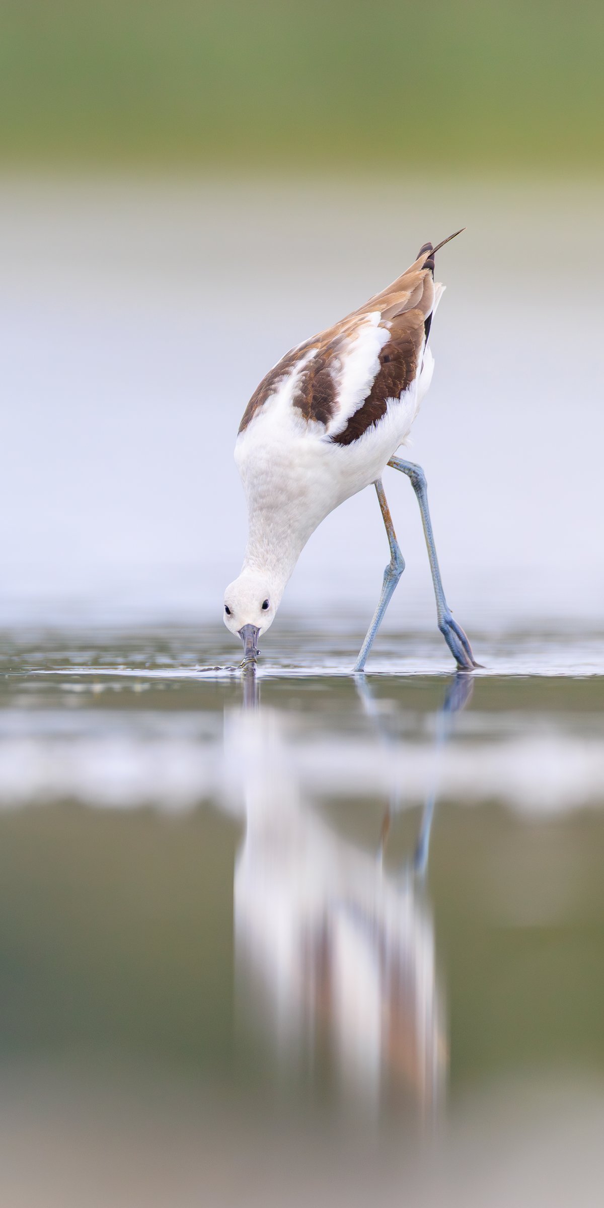 American Avocet